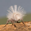 Dasymutilla gloriosa? - Dasymutilla gloriosa - female