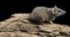 Silver-headed Antechinus (Antechinus argentus), Australia Wwf, Kangaroo ...