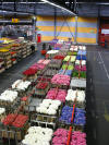 Aalsmeer marche aux fleurs4.jpg