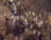 Description de l'image Actinothoe sphyrodeta in the Netherlands.jpg.