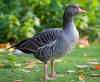 Description de l'image Greylag Goose - St James's Park, London - Nov 2006.jpg.