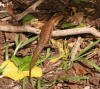 Description de l'image Wrights Skink - Mabuya wrightii.jpg.