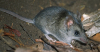 Description de l'image SminthopsisAitkeni.webp.