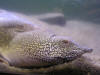 Ab reptile 05.jpg