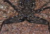 Description de l'image Amblypygid (Damon medius) (7657897938).jpg.