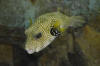 Arothron hispidus at Alexandria Aquarium by Hatem Moushir 2.JPG