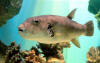 Arothron stellatus Prague 2011 3.jpg