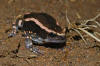Description de l'image Banded Rubber Frog (Phrynomantis bifasciatus) (7006396375).jpg.