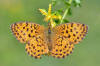 Brenthis daphne (5933140021).jpg
