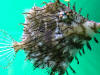 Description de l'image Chaetodermis penicilligerus.2 - Aquarium Finisterrae.JPG.