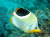 Description de l'image Chaetodon_ephippium PLW edit.jpg.