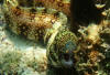 Echidna nebulosa close up in kona.jpg