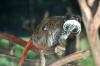 Description de l'image Emperor Tamarin SF ZOO.jpg.
