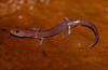 Description de l'image Eurycea spelaea, Izard County, Arkansas, by Peter Paplanus.jpg.