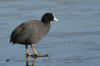 Fulica atra on ice.jpg