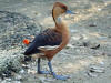 Fulvous Whistling-Duck (Dendrocygna bicolor) RWD.jpg