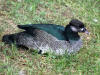 Green Pygmy Goose RWD.jpg