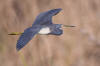 Description de l'image Heron - natures pics.jpg.