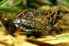 Description de l'image Israel_painted_frog.JPG.
