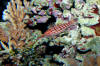Long-Nose Hawkfish, Oxycirrhites typus.jpg