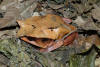 Malayan Leaf Frog (Megophrys nasuta) (8746940973).jpg