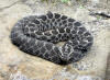 Massasauga rattlesnake.jpg
