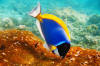 Nattu - It starts right here, in Maldives (by).jpg