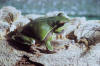 Description de l'image Pine Barrens Tree Frog.jpg.