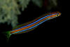 Plagiotremus rhinorhynchos.jpg