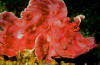 Description de l'image Rhinopias eschmeyeri JRM.jpg.