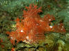 Description de l'image Rhinopias frondosa.jpg.