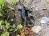 Salamandre Alpestre.jpg