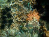 une toile de mer orange sur des coraux. La zone qu'elle vient de quitter est grise, dvore.