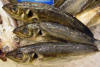 Trachurus trachurus.Chicharro.jpg