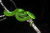 Trimeresurus albolabris, White-lipped pit viper (female) - Kaeng Krachan National Park (27493423545).jpg