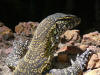 Varanus niloticus 0005.jpg