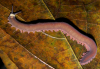Description de cette image, galement commente ci-aprs