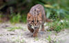 Le chat rubigineux est galement appel chat lopard de lInde.
