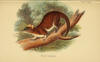 Description de l'image A hand-book to the marsupialia and monotremata (Plate XXXIV) (6008905790).jpg.