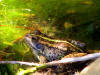 Grenouille verte de Bedriaga