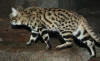 Chat  pieds noirs de profil