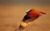 Un grand oiseau s'appuie sur ses larges ailes marron.