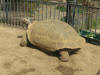 Description de l'image Clarence the tortoise--Geochelone nigra.jpg.