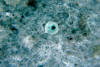 Description de l'image Entamoeba histolytica 01.jpg.
