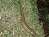Description de l'image Euproctus asper.JPG.