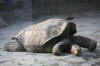 Description de l'image Geochelone nigra duncanensis (Zoo Praha 2011-01-16) 4088.jpg.