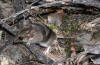 Description de l'image Gilberts Dunnart (26482365072).jpg.