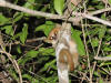 Description de l'image Madame Berthe's Mouse Lemur.jpg.
