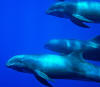 Dauphins d'lectre dans le Pacific Remote Islands Marine National Monument.