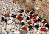 Description de l'image Micruroides euryxanthus.jpg.